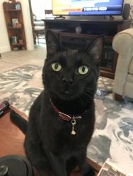 Lost Male Cat last seen Near S 3rd St. and Southmore, Conroe, TX 77301