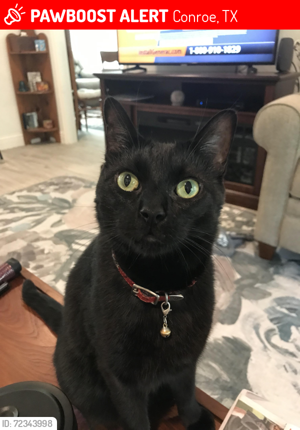 Lost Male Cat last seen Near S 3rd St. and Southmore, Conroe, TX 77301