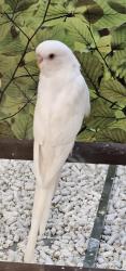 Lost Male Bird last seen Near Block Oak Shadows in neighbors back yard, San Antonio, TX 78232