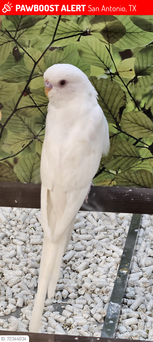 Lost Male Bird last seen Near Block Oak Shadows in neighbors back yard, San Antonio, TX 78232