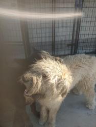 Lost Male Dog last seen La mesa , Phelan, CA 92371
