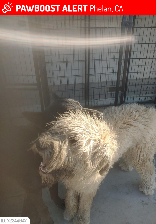 Lost Male Dog last seen La mesa , Phelan, CA 92371