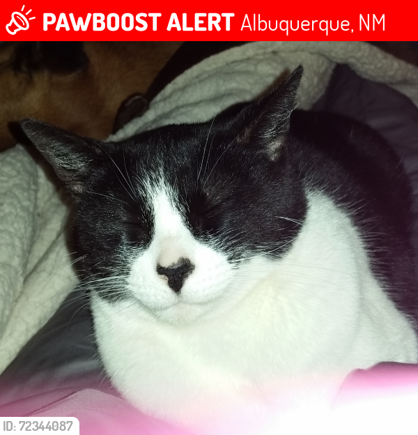 Lost Female Cat last seen Taylor Ranch, Albuquerque, NM 87120