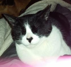 Lost Female Cat last seen Taylor Ranch, Albuquerque, NM 87120