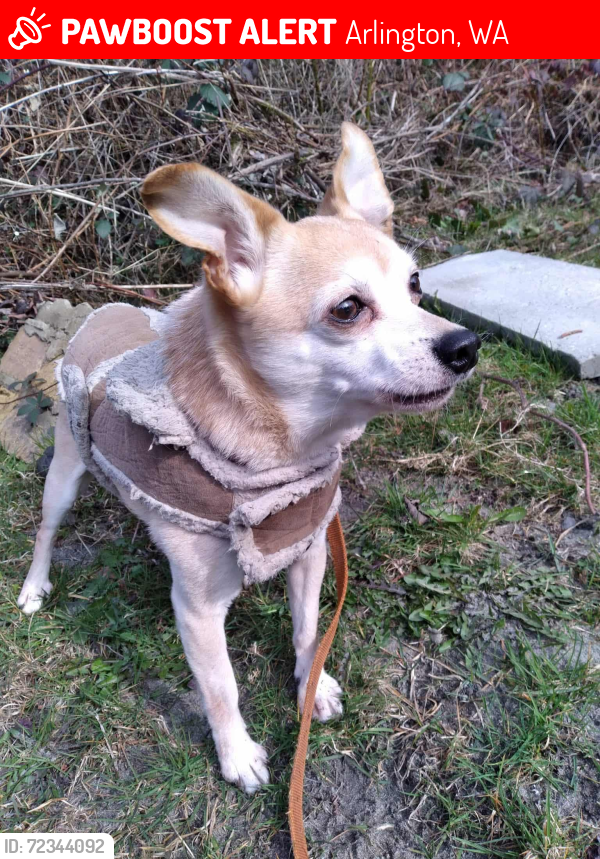 Lost Male Dog last seen The Everett pound , Arlington, WA 98223
