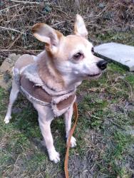 Lost Male Dog last seen The Everett pound , Arlington, WA 98223