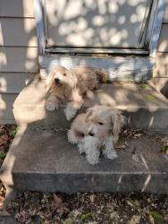Lost Unknown Dog last seen north Oxford Street  and Brookside Street Indianapolis Indiana , Indianapolis, IN 46218