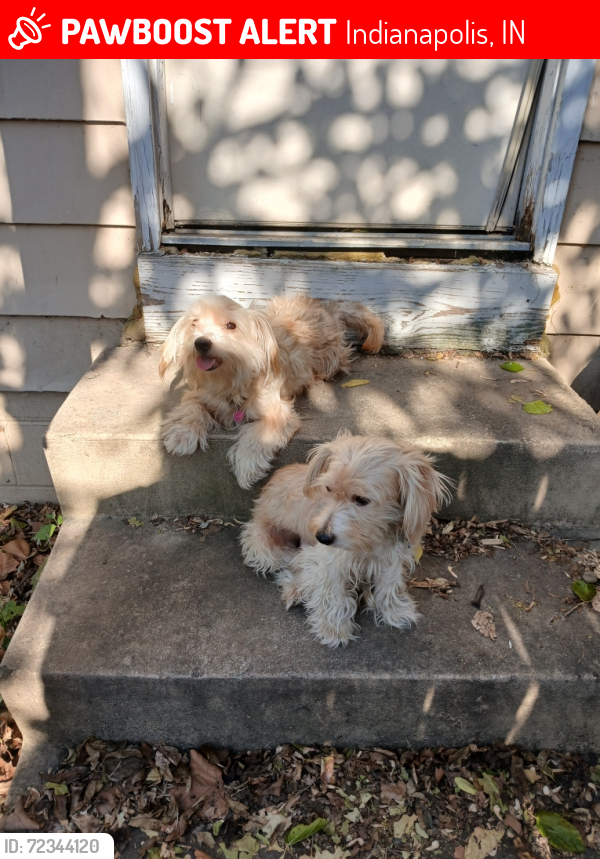 Lost Unknown Dog last seen north Oxford Street  and Brookside Street Indianapolis Indiana , Indianapolis, IN 46218