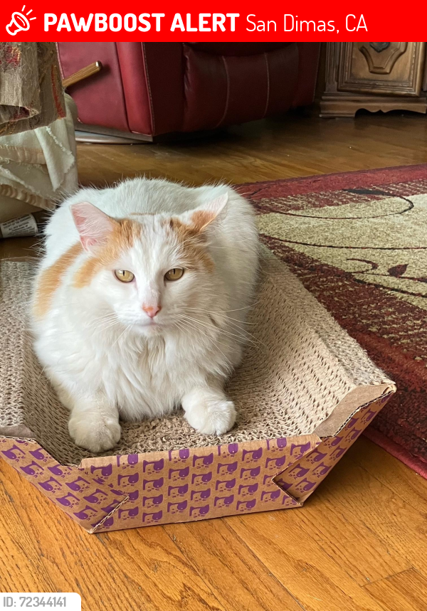 Lost Male Cat last seen Oakway Ave & Ghentt, San Dimas, CA 91773