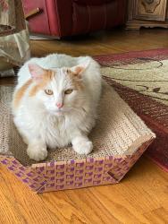 Lost Male Cat last seen Oakway Ave & Ghentt, San Dimas, CA 91773