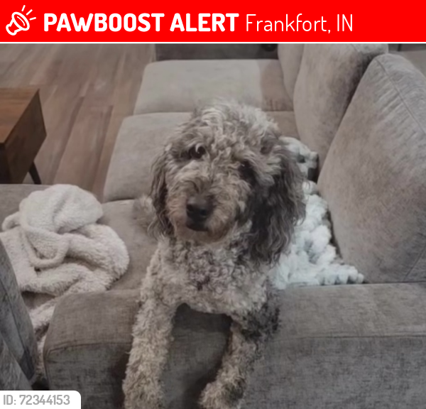 Lost Female Dog last seen County Road 400 East, Frankfort, IN 46041