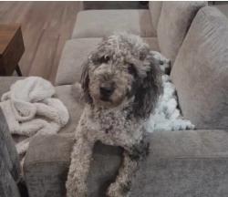 Lost Female Dog last seen County Road 400 East, Frankfort, IN 46041