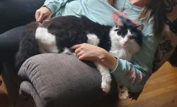 Lost Male Cat last seen Limestone University , Gaffney, SC 29340