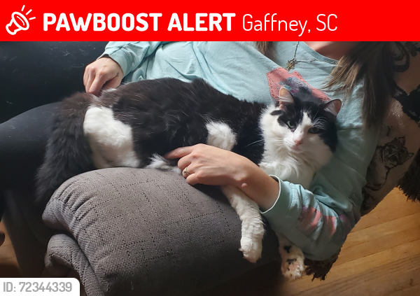 Lost Male Cat last seen Limestone University , Gaffney, SC 29340