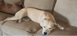 Lost Female Dog last seen Luckey and Jarrett , Atascosa, TX 78002