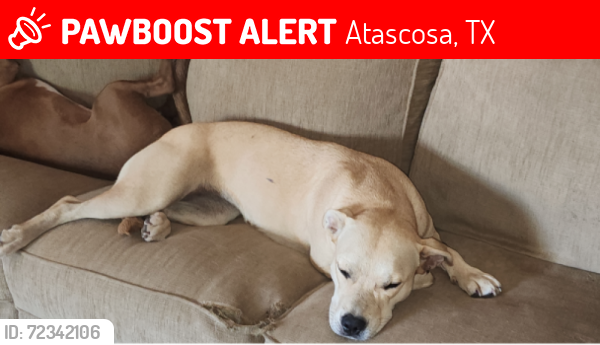 Lost Female Dog last seen Luckey and Jarrett , Atascosa, TX 78002