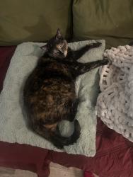 Reunited Female Cat last seen Near N FM 620, Austin, TX 78726, USA, Austin, TX 78726