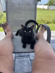 Lost Male Cat last seen Kids world preschool and sw 19 st , Cape Coral, FL 33991