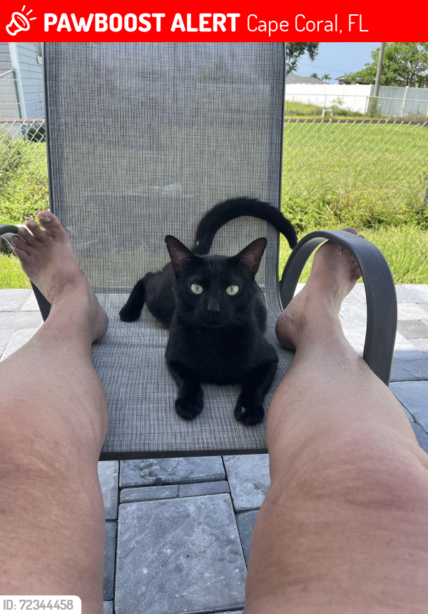 Lost Male Cat last seen Kids world preschool and sw 19 st , Cape Coral, FL 33991