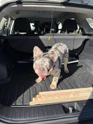 Lost Male Dog last seen Bayshore BLVD, Port St. Lucie, FL 34983