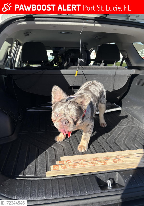 Lost Male Dog last seen Bayshore BLVD, Port St. Lucie, FL 34983