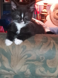 Lost Female Cat last seen Dora, Montréal, QC H8N
