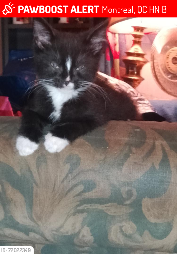 Lost Female Cat last seen Dora, Montréal, QC H8N