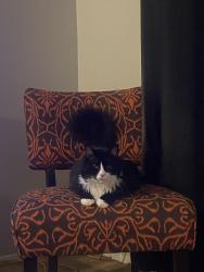 Lost Male Cat last seen Providence and Lord Dunmore, Virginia Beach, VA 23464
