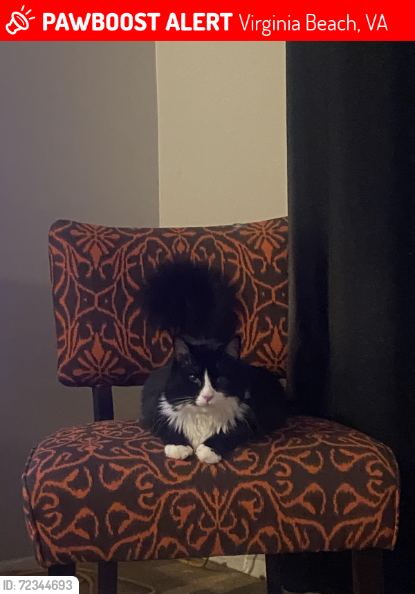 Lost Male Cat last seen Providence and Lord Dunmore, Virginia Beach, VA 23464