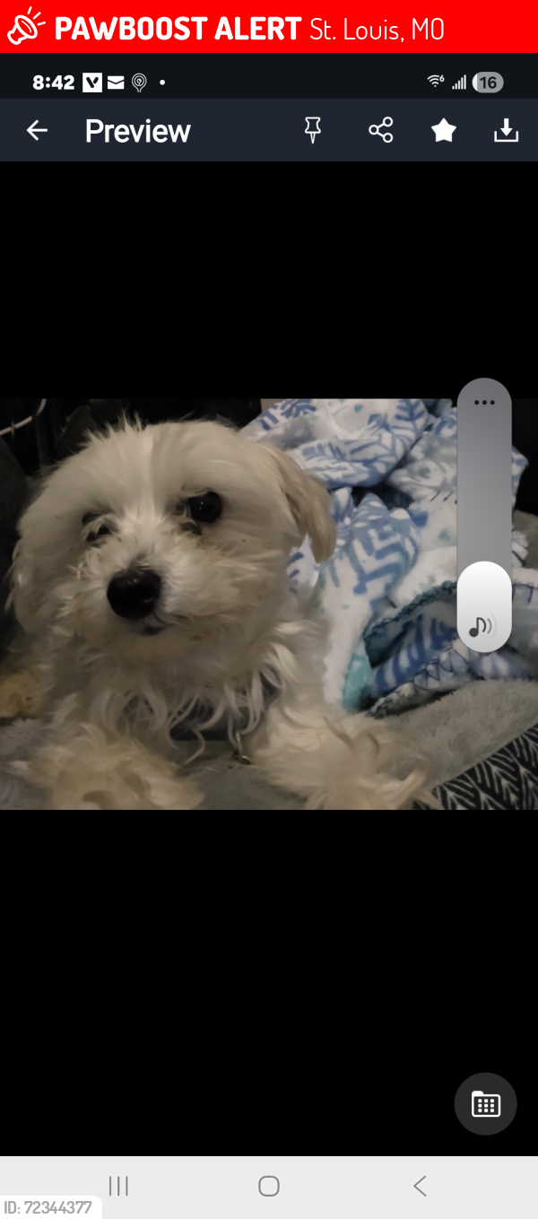 Lost Male Dog last seen C D Banks Ave & N Sarah, St. Louis, MO 63113