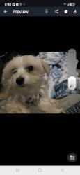 Lost Male Dog last seen C D Banks Ave & N Sarah, St. Louis, MO 63113