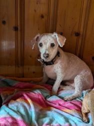 Lost Male Dog last seen Linda Lakes sub Division, Conway, SC 29526