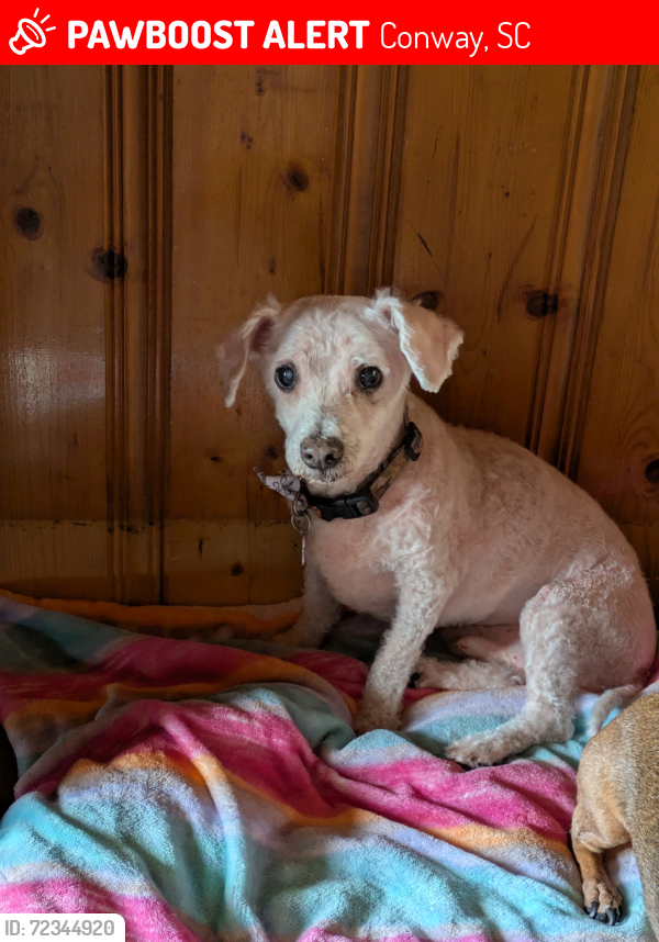 Lost Male Dog last seen Linda Lakes sub Division, Conway, SC 29526