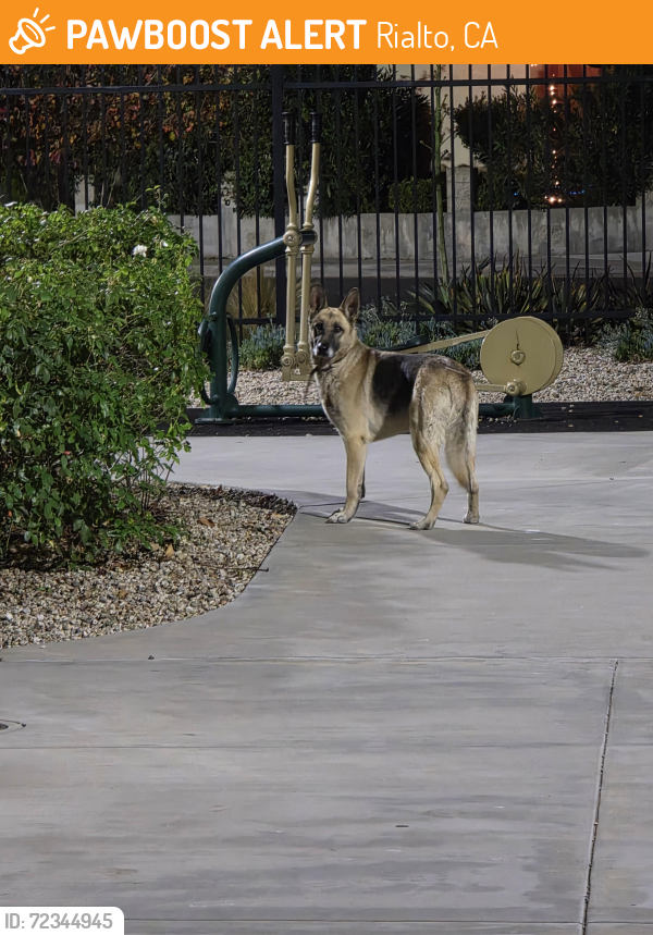 Rialto, CA Stray Female Dog Found Near Rialto | PawBoost