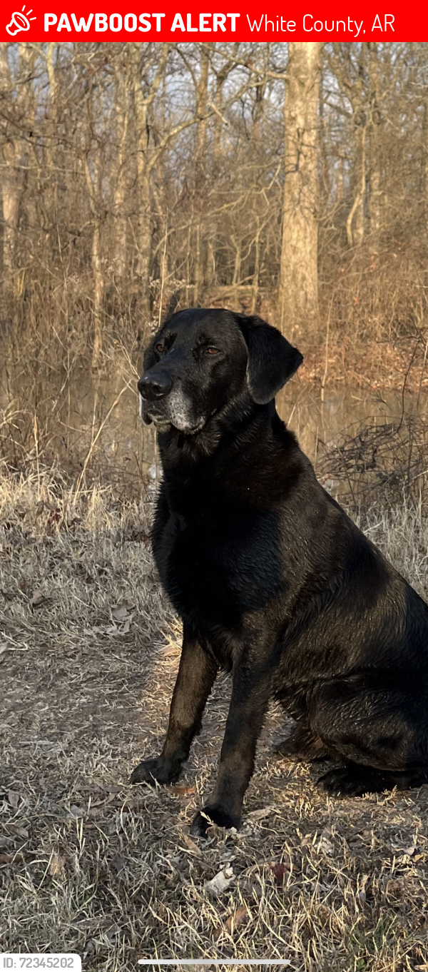 Lost Male Dog last seen Washburn road & hwy 305 , White County, AR 72143