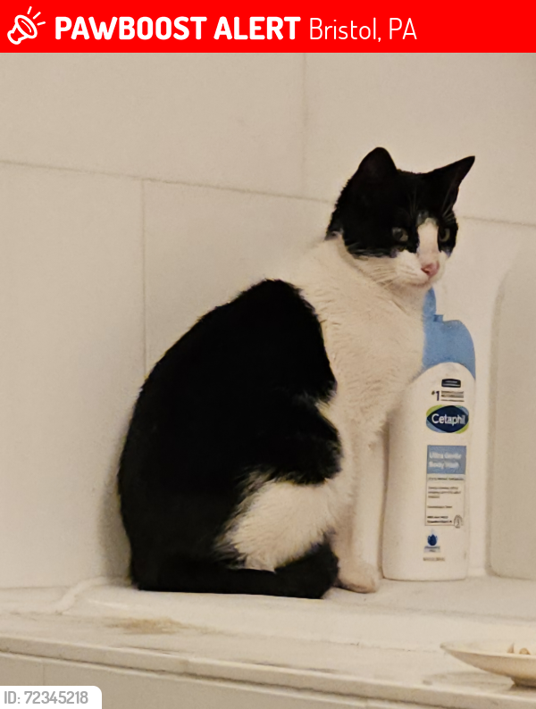 Lost Female Cat last seen Newportville Rd and Grundy's Ln, Bristol, PA 19007