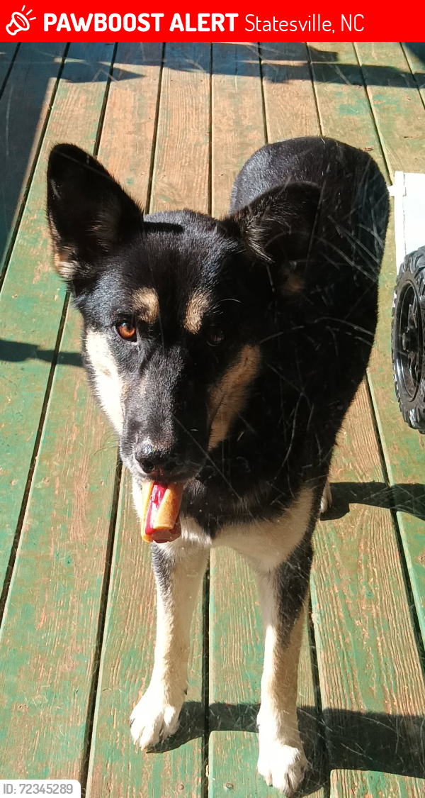 Lost Female Dog last seen Near Josey rd Statesville NC , Statesville, NC 28625