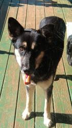 Lost Female Dog last seen Near Josey rd Statesville NC , Statesville, NC 28625