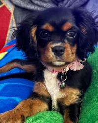 Lost Female Dog last seen El Cielo and Ramon , Palm Springs, CA 92264