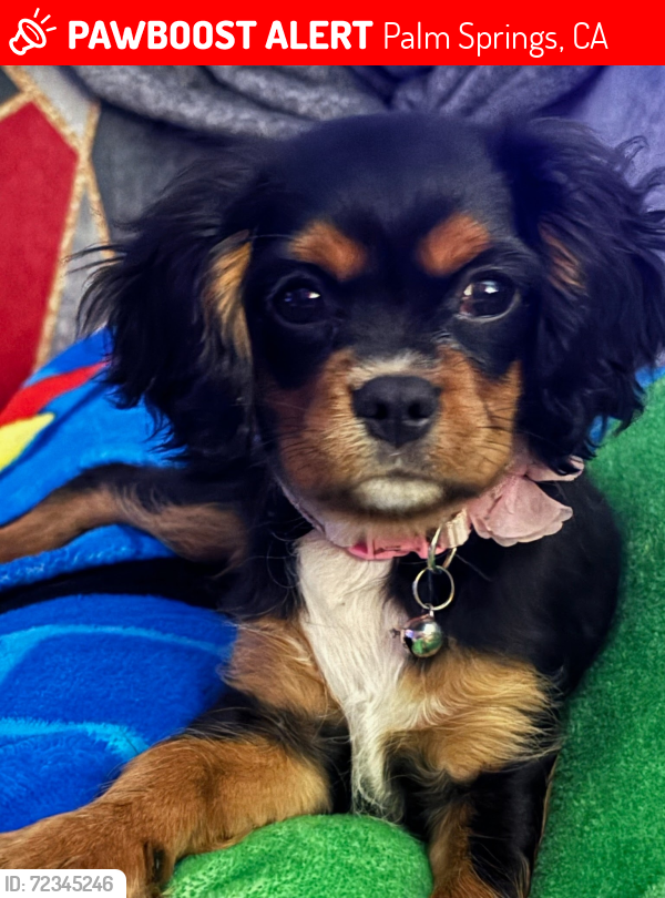 Lost Female Dog last seen El Cielo and Ramon , Palm Springs, CA 92264