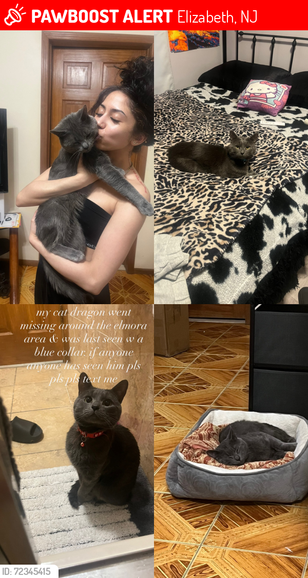 Lost Male Cat last seen Applegate Avenue, Elizabeth, NJ, 07202, Elizabeth, NJ 07202