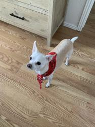Lost Female Dog last seen Payne Cir E , Colorado Springs, CO 80916