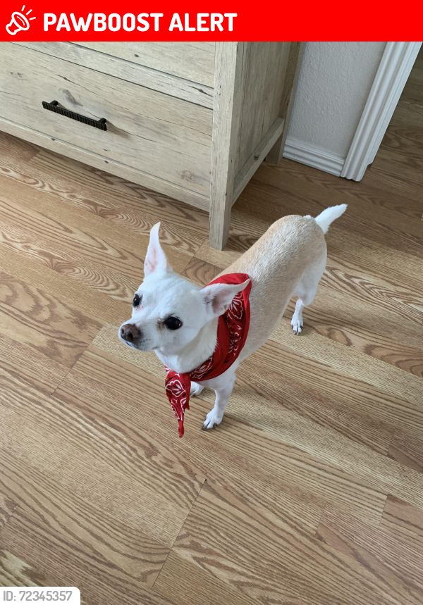 Lost Female Dog last seen Payne Cir E, Colorado Springs, CO 80916