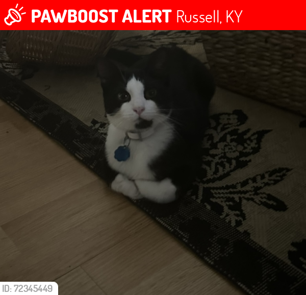 Lost Male Cat last seen Russell Ky, Russell, KY 41169
