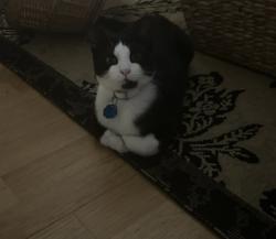 Lost Male Cat last seen Russell Ky, Russell, KY 41169