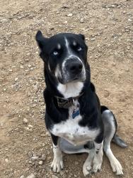 Lost Male Dog last seen North Rialto -Las Colinas Alder/riverside, Rialto, CA 92377