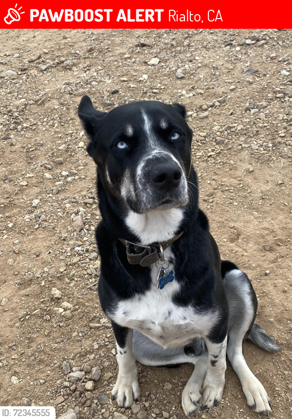 Lost Male Dog last seen North Rialto -Las Colinas Alder/riverside, Rialto, CA 92377