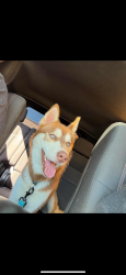 Lost Male Dog last seen Booth st. And east ridgecreek drive, Houston, TX 77053