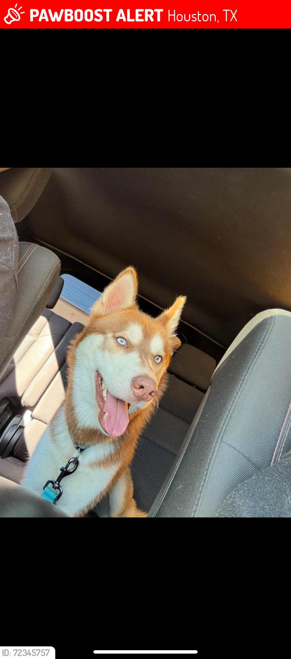 Lost Male Dog last seen Booth st. And east ridgecreek drive, Houston, TX 77053