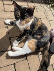 Lost Female Cat last seen Outside of Carolina Vet Specialists of Greensboro, entering sewer pipe behind Volkswagen dealership, Greensboro, NC 27409